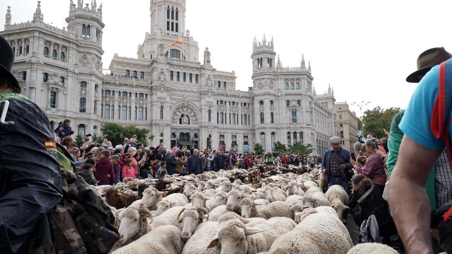 Un gran rebaño de ovejas y cabras toma el centro de Madrid por la Fiesta de la Trashumancia 2023: recorrido y horarios