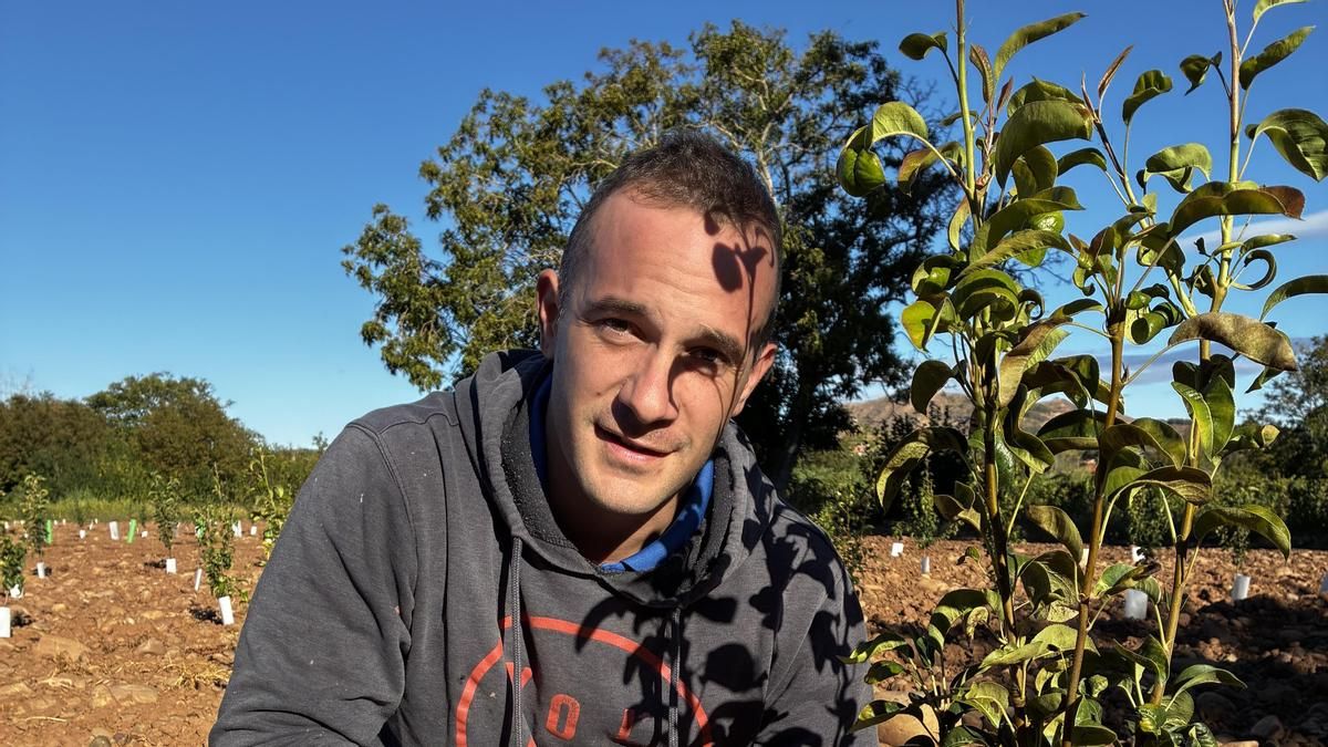 Una plantación experimental en Lardero busca la clave para perales más resistentes al fuego bacteriano y al cambio climático