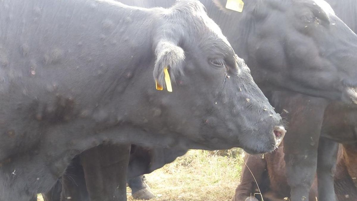 Vacas