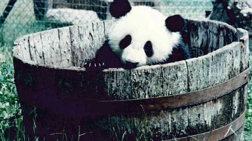 El zoo de Madrid cumple 50 años: historia, evolución y contradicciones de medio siglo animal