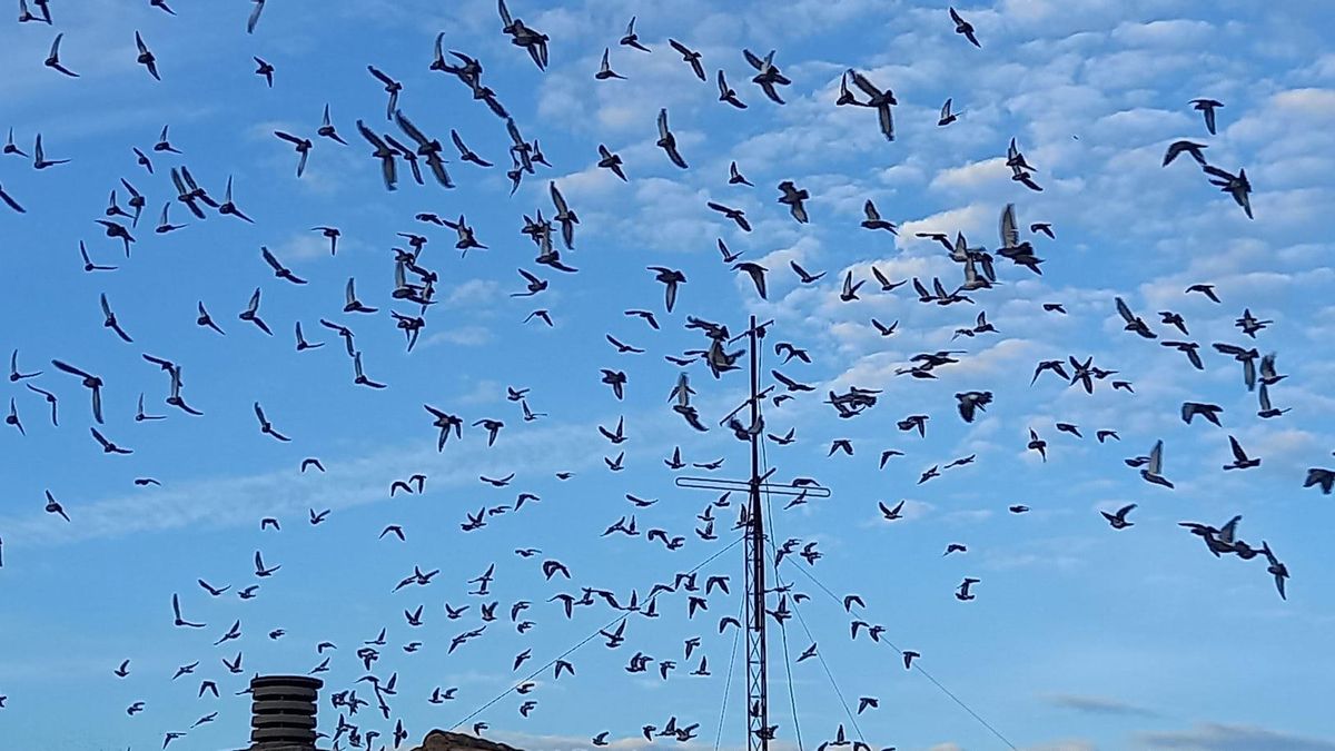 Esta empresa rusa instala componentes en las cabezas de estos animales