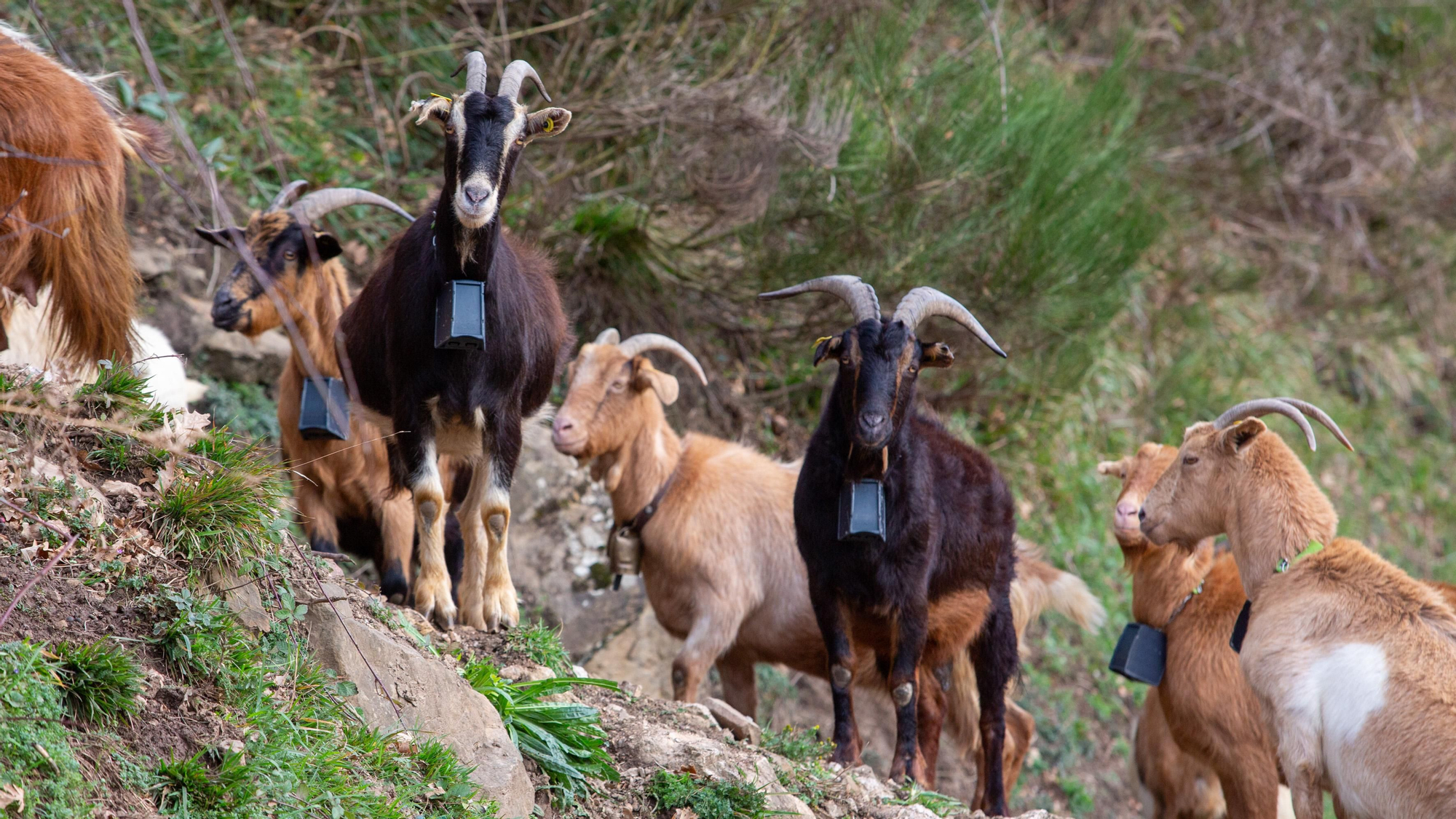 Rebaño de cabras de Borja Riesgo en los montes de Somiedo