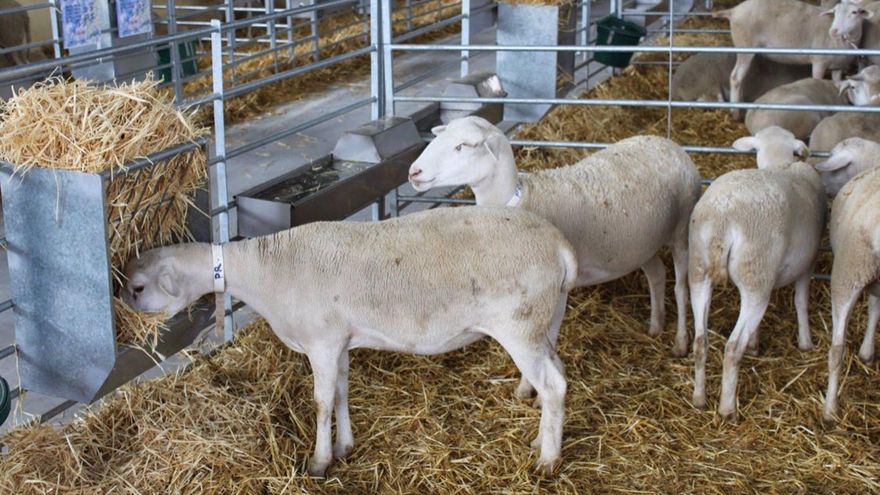 La mitad de los focos de viruela ovina confirmados hasta ahora se encuentran en Castilla-La Mancha