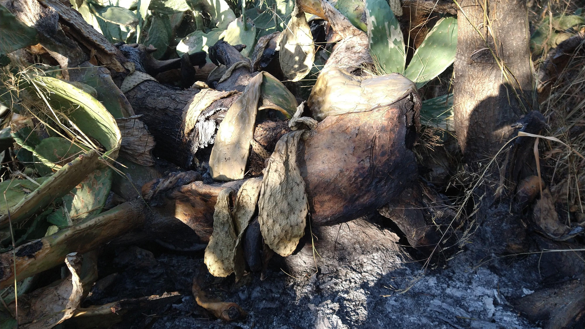 Incendio Dehesa de la Villa - chumberas quemadas