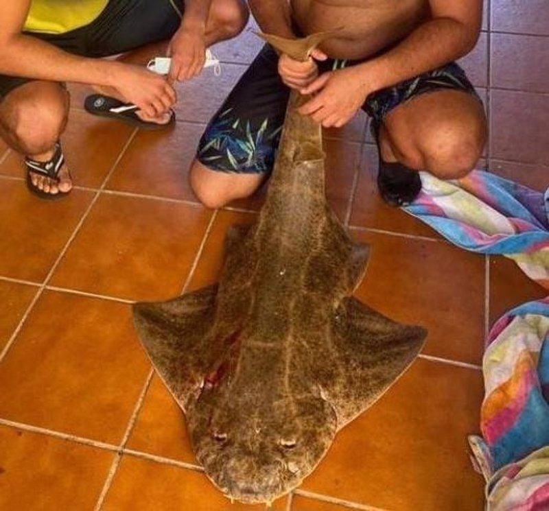Detenido por pescar y despiezar un tiburón angelote en Lanzarote