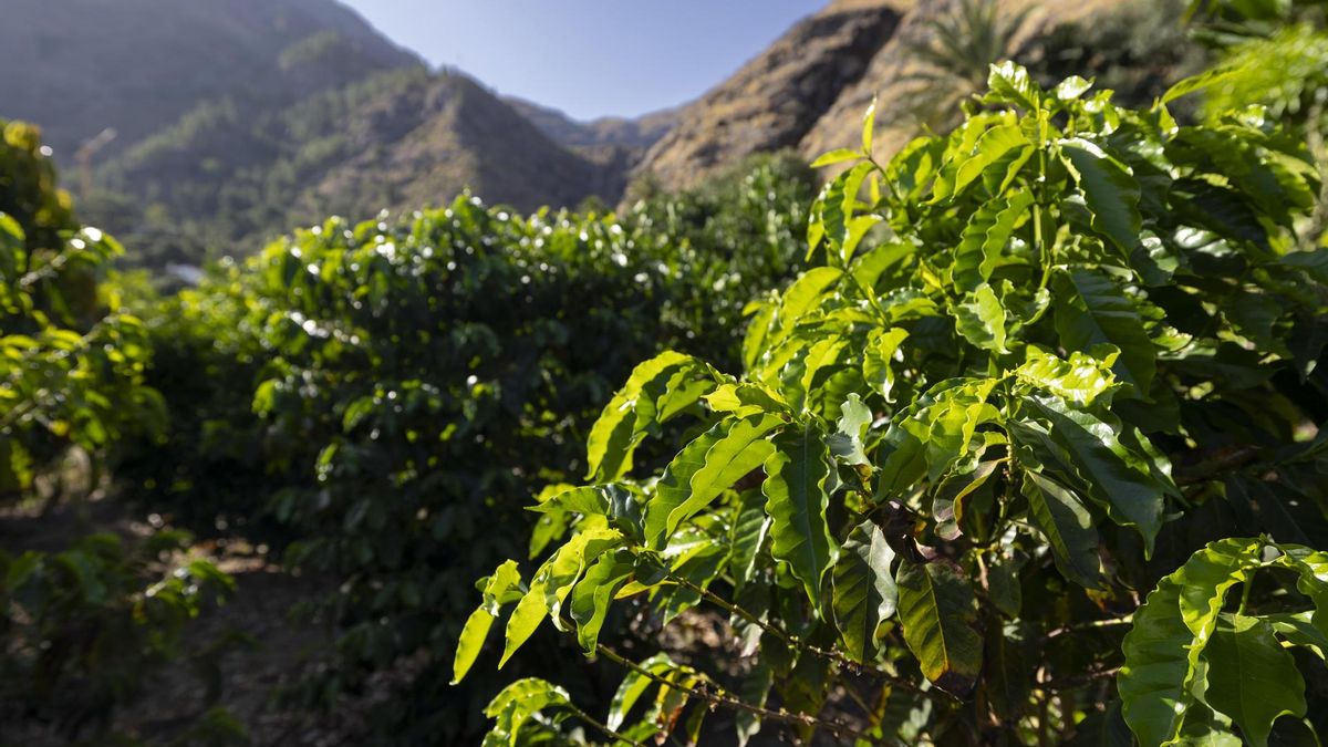Cultivo de café en la finca La Morreta en el valle de Agaete
