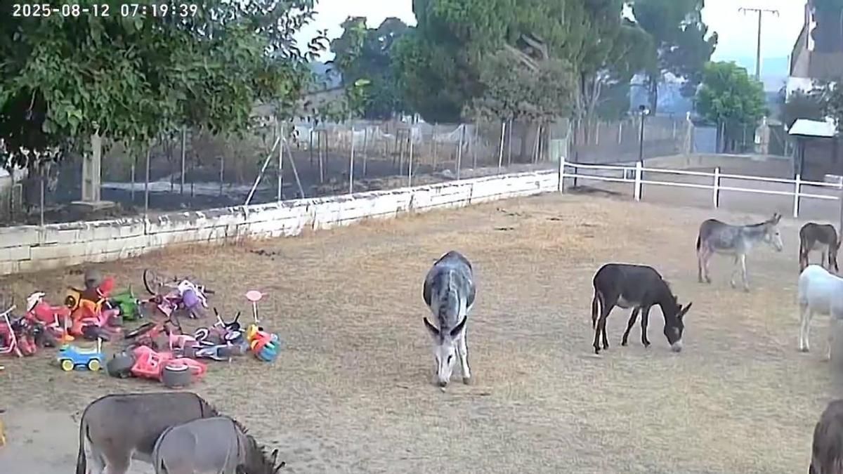 Burrolandia evita la tragedia ante el incendio de Tres Cantos gracias a las cámaras y a unos animales "muy listos"