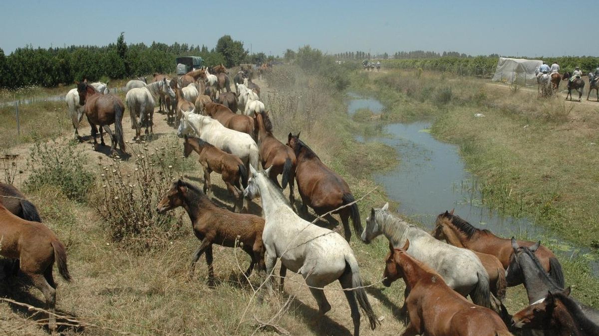 Ganaderos marismeños suspenderán la Saca de las Yeguas si el ganado que pasta en Hinojos no se reubica