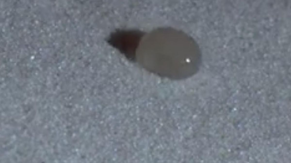 El geofísico observó en una colina alpina que ciertas porciones líquidas no se deshacían al tocar el terreno