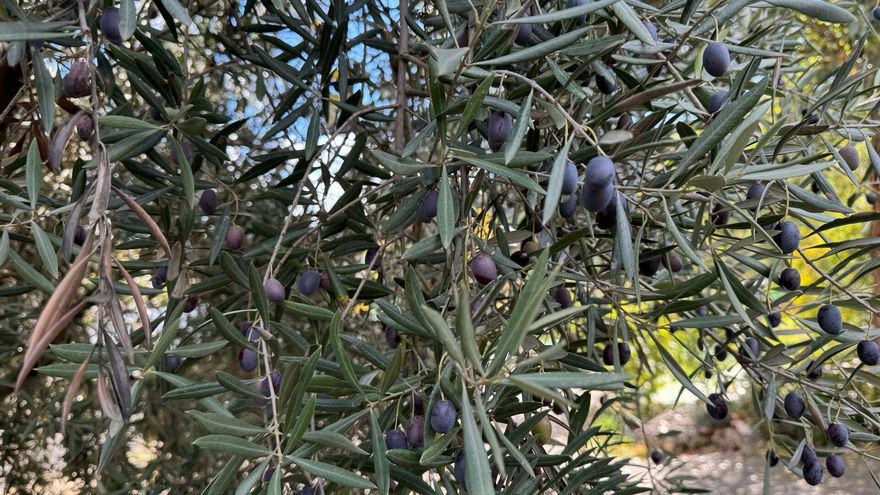 Jaén transforma su mar de olivos en una experiencia para recorrer, descubrir y vivir