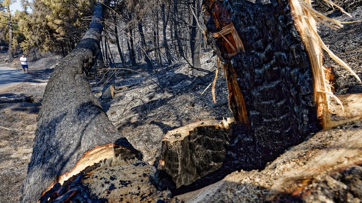 El incendio del sur de Ávila ha afectado a una parte del Parque Regional de Gredos