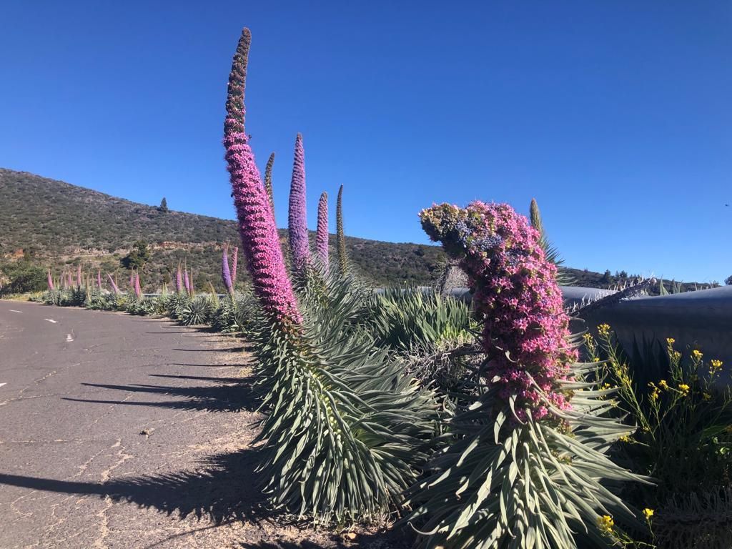 Tajinastes rosados, este domingo, en el barranco Vizcaíno. ÁNGEL PALOMARES