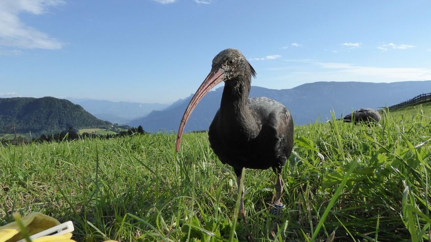 Condena por la muerte de cuatro ibis eremitas en Extremadura: un año de prisión y 20.000 euros de indemnización