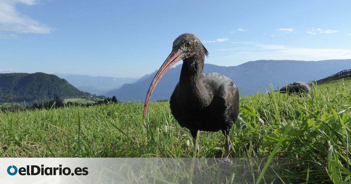 Condena por la muerte de cuatro ibis eremitas en Extremadura: un año de prisión y 20.000 euros de indemnización