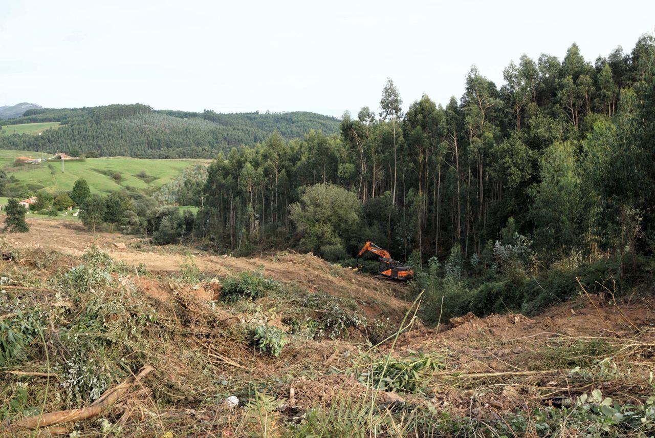 Desbroce del monte para adecuar los terrenos en La Pasiega.