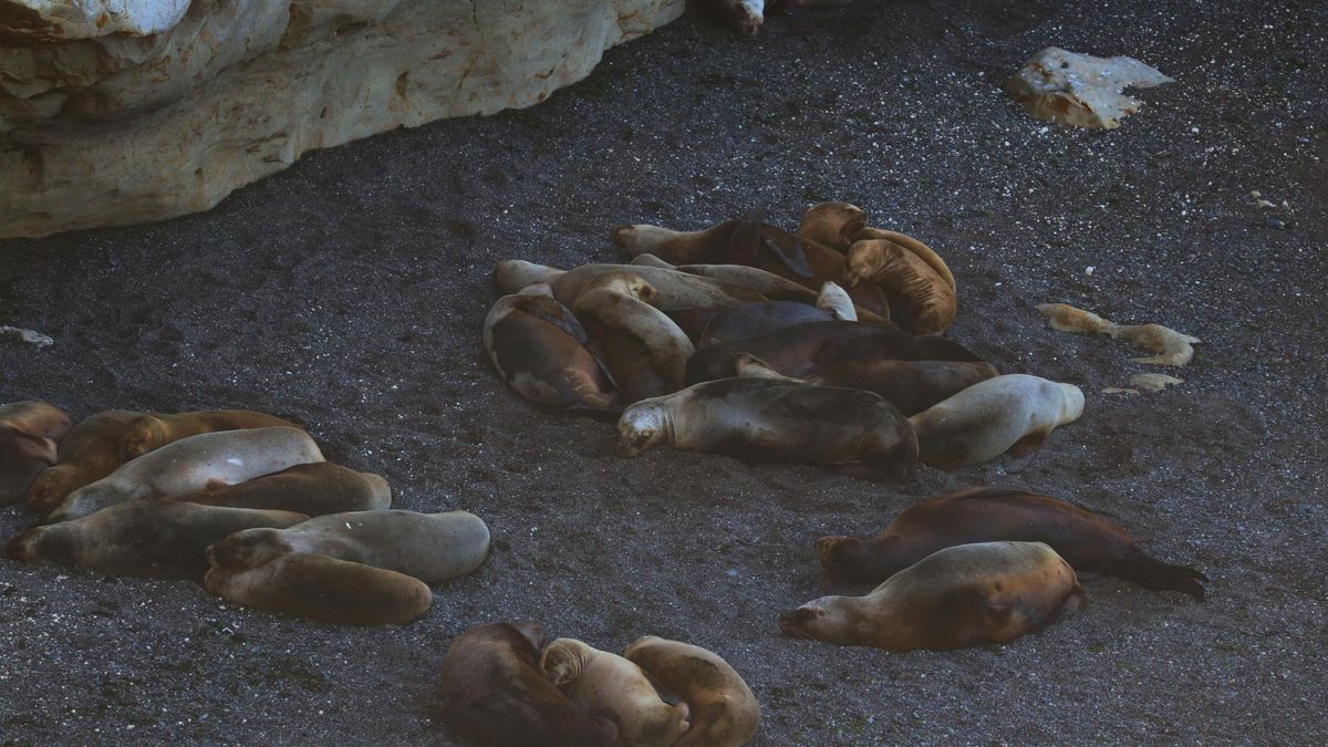 Varios lobos marinos descansan en Punta Loma, una cala situada al sur de Puerto Madryn.