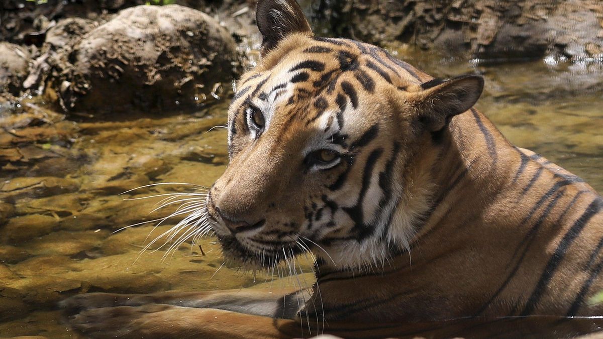 Ni carne ni sonidos: los investigadores recurren a un conocido perfume para acercarse y estudiar a los depredadores más esquivos