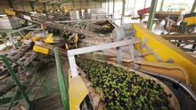 Aceitunas en la almazara