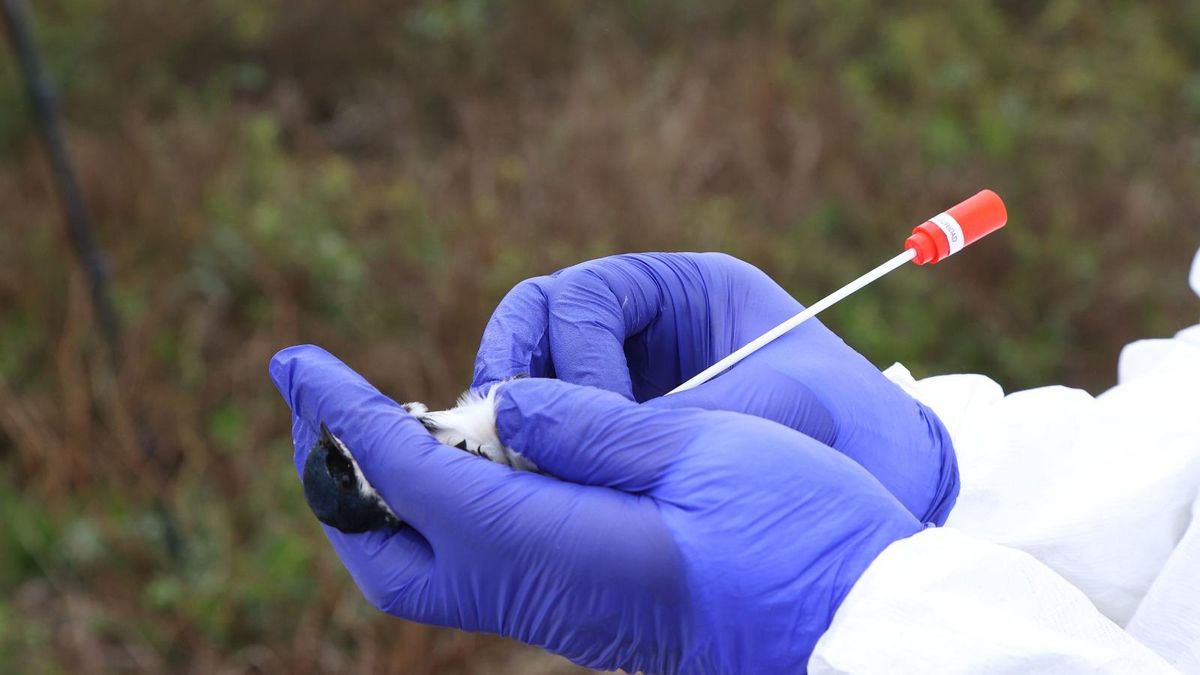 Toma de muestras para diagnóstico. Foto: cortesía SAG