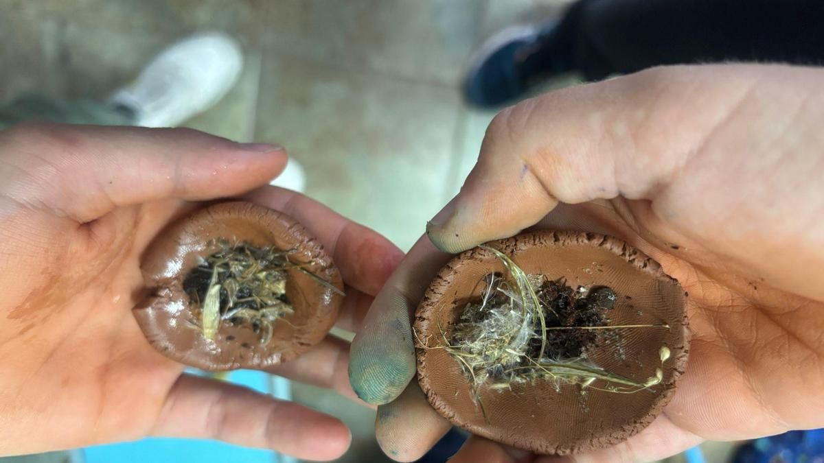 'Bombas de semillas' elaboradas por el colegio Centro de Educación Infantil y Primaria (CEIP) Emilia Menéndez de La Robla.