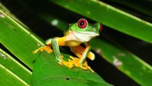 Ranita de ojos rojos, símbolo natural de Costa Rica. Pavel Kirilov