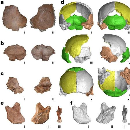 Fósiles originales/reconstrucción virtual del cráneo y la mandíbula de Xujiayao analizados.