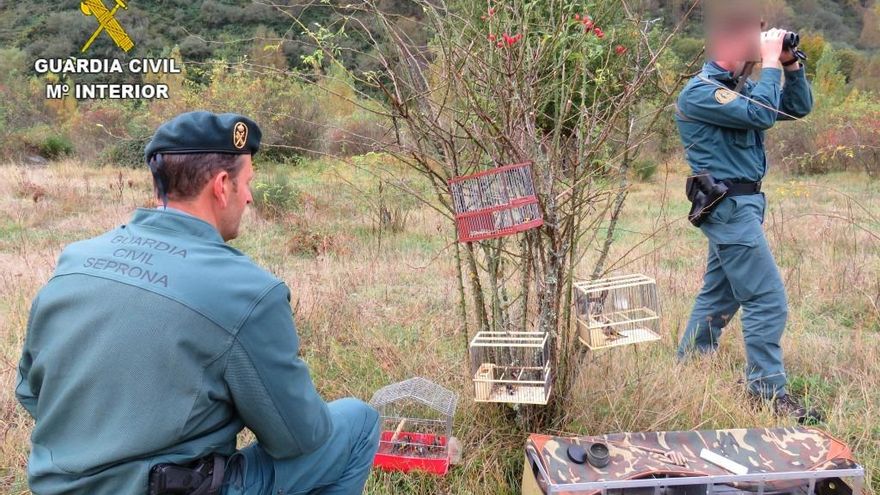 jilgueros fauna furtivos guardia civil detenidos sucesos león