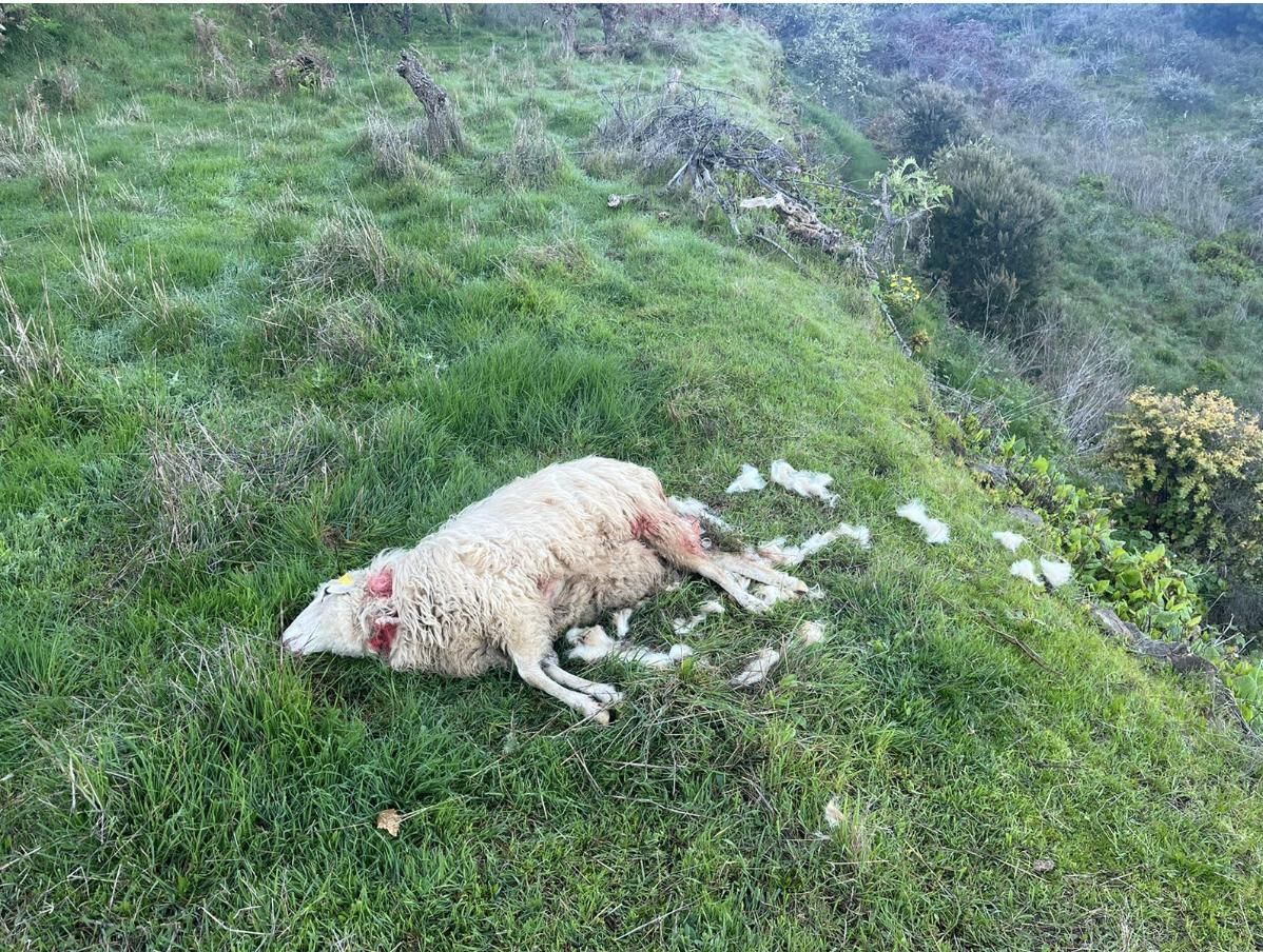 En la imagen, una oveja de raza palmera que mataron unos perros y que su propietario, Custodio Pedrianes, cuidaba desde hace 15 años.