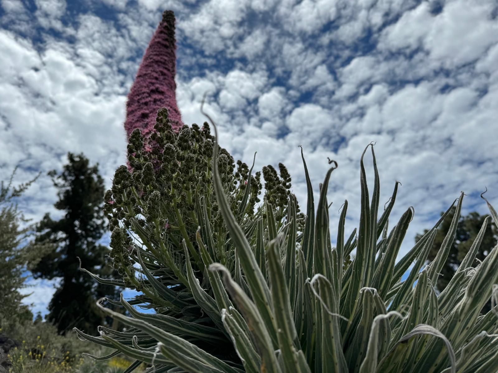 Un tajinaste rosado, en plena floración, en las cumbres de La Palma.