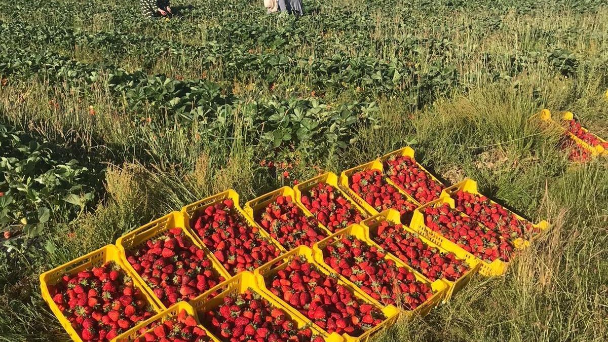La fresa se convierte en protagonista durante el fin de semana en Almanza: degustaciones, música y talleres