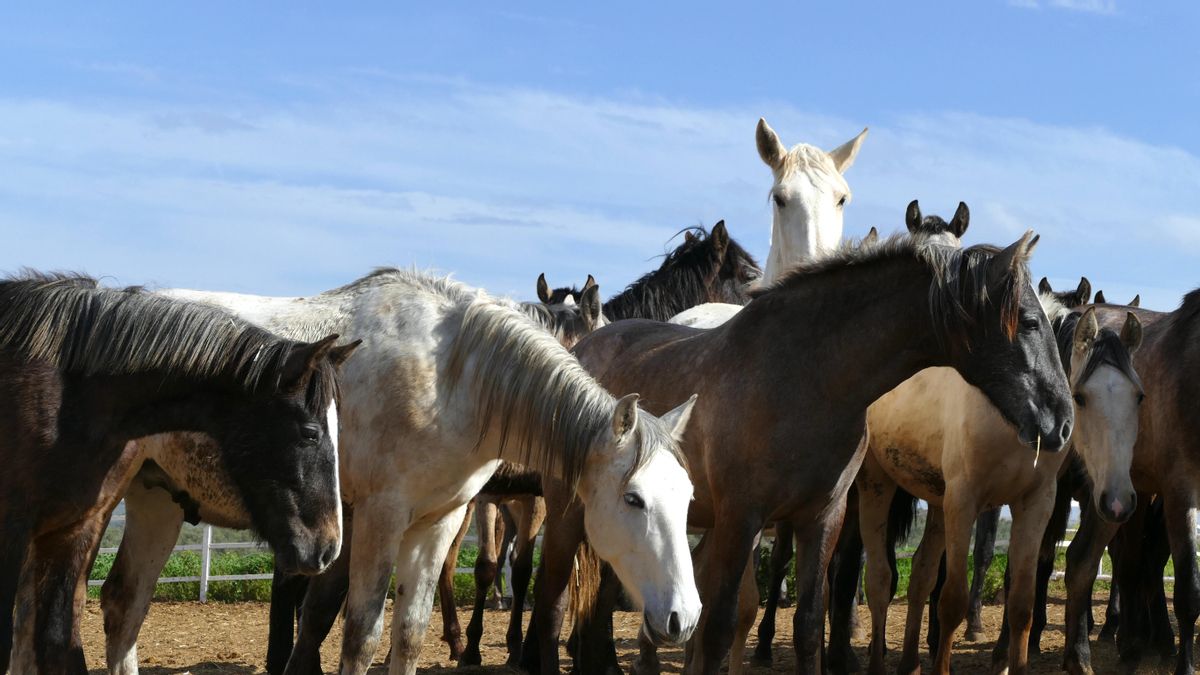 Canarias detecta por primera vez el virus del Nilo Occidental en tres caballos de Gran Canaria