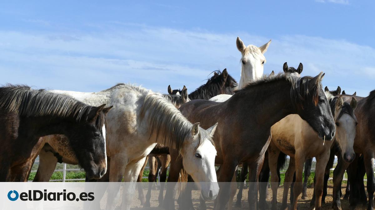 Canarias detecta por primera vez el virus del Nilo Occidental en tres caballos de Gran Canaria