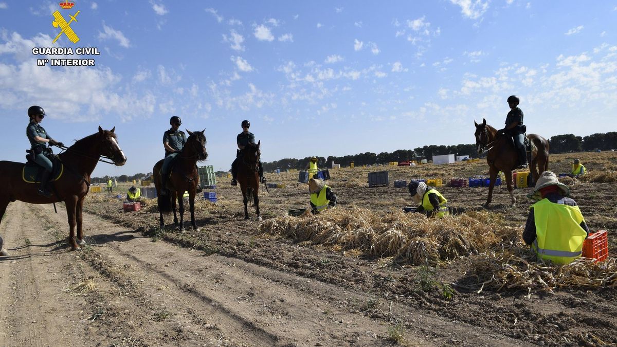 Guardia Civil a caballo vigila la campaña de recogida del ajo en la provincia de Albacete para prevenir robos de producto