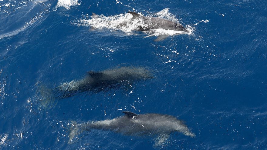 El silbo herreño, herramienta para estudiar la comunicación de los delfines