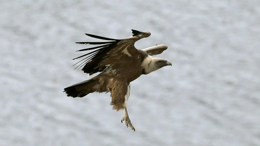 Un estudio confirma que volar requiere menos energía que nadar en los animales