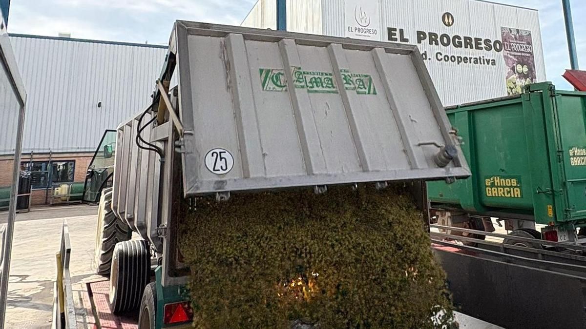 Primeros remolques de vendimia de airén entrando a bodega