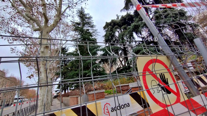 La tala de cedros singulares que pone en peligro el Paisaje de la Luz en Madrid, protegido por la Unesco