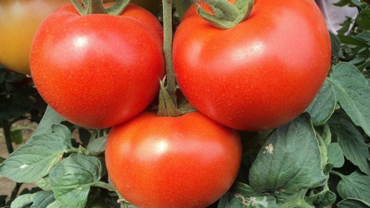 Archivo - Tomates