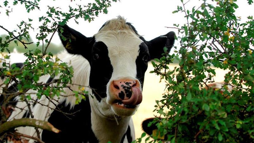 Levantan zona de contención por fiebre aftosa en cuatro departamentos de Colombia