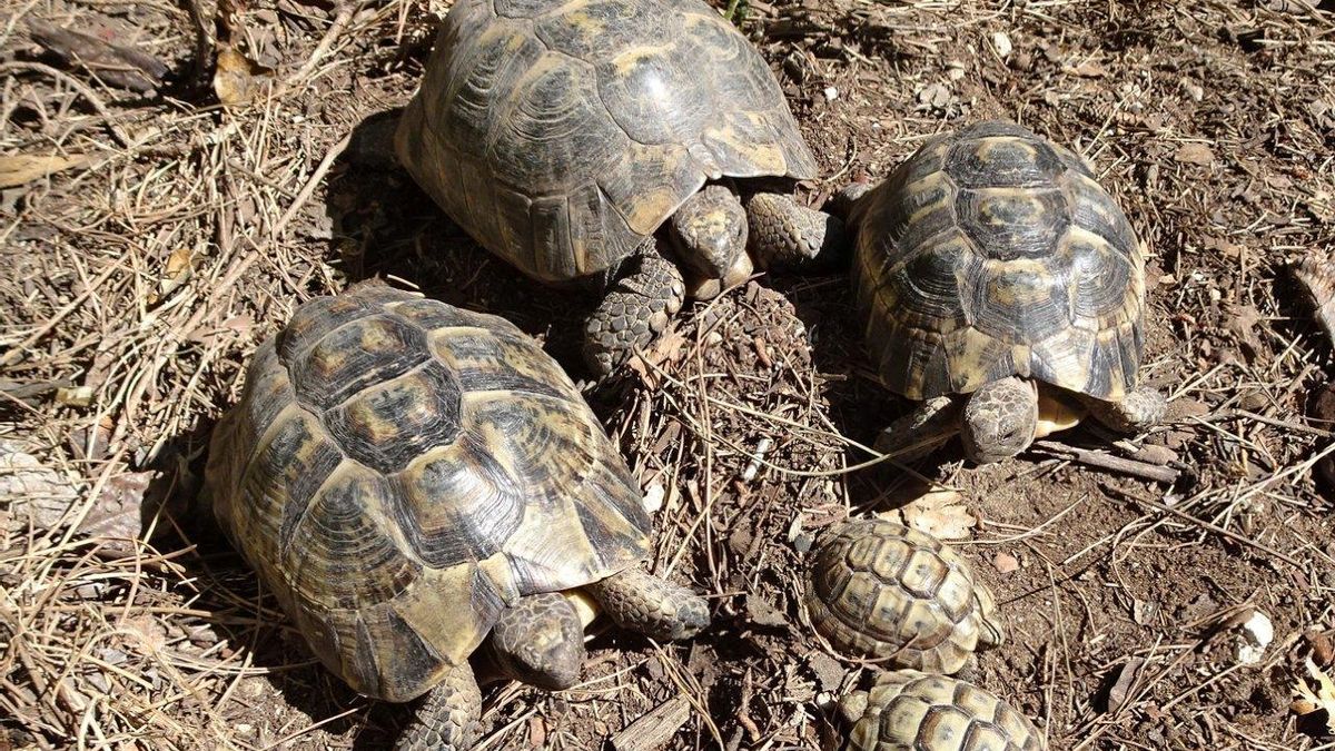 Ejemplares jóvenes y adultos de tortuga mora, una especie considerada vulnerable por la legislación ambiental española y europea. ECOLOGISTAS EN ACCIÓN