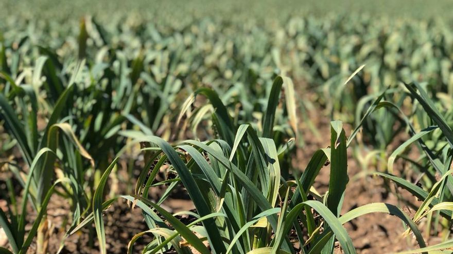 Castilla-La Mancha pide unión entre comunidades para cambiar el proyecto de la PAC y lo tilda de "traición al sector"