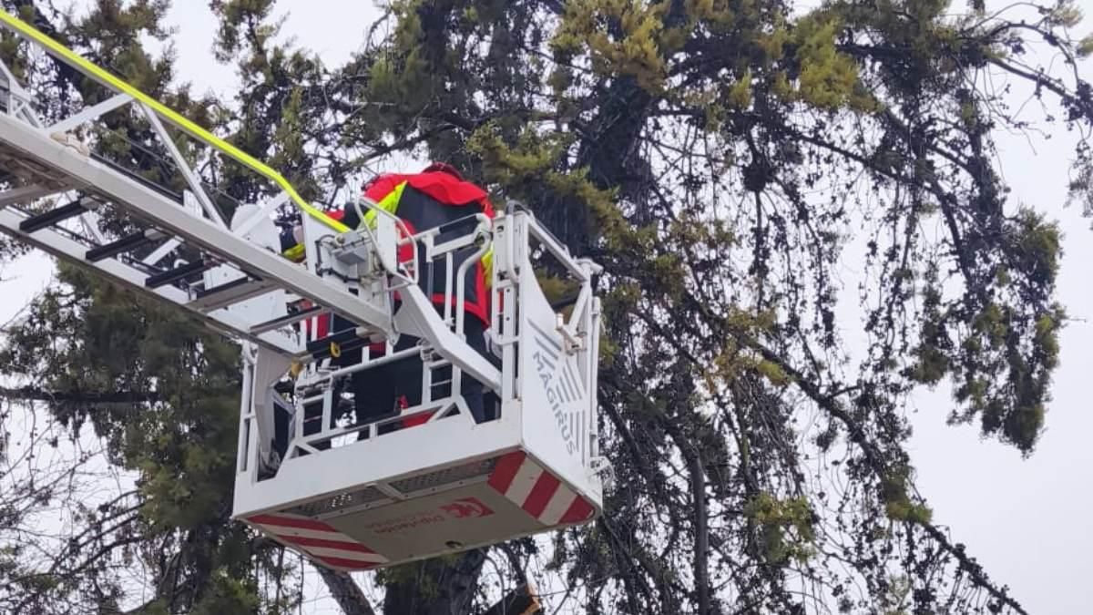 Árboles caídos y carreteras cortadas en la provincia de Córdoba