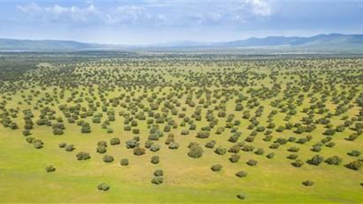 Zona en la que se quiere construir un aeródromo para jets privados, en el entorno del Parque Nacional de Cabañeros, entre Toledo y Ciudad Real