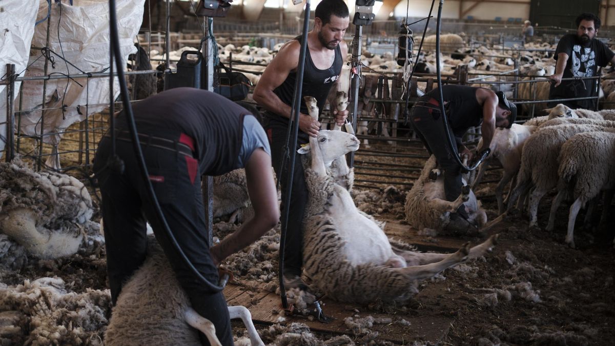 Los esquiladores en Cantalojas colocan a las ovejas en posición para esquilarlas