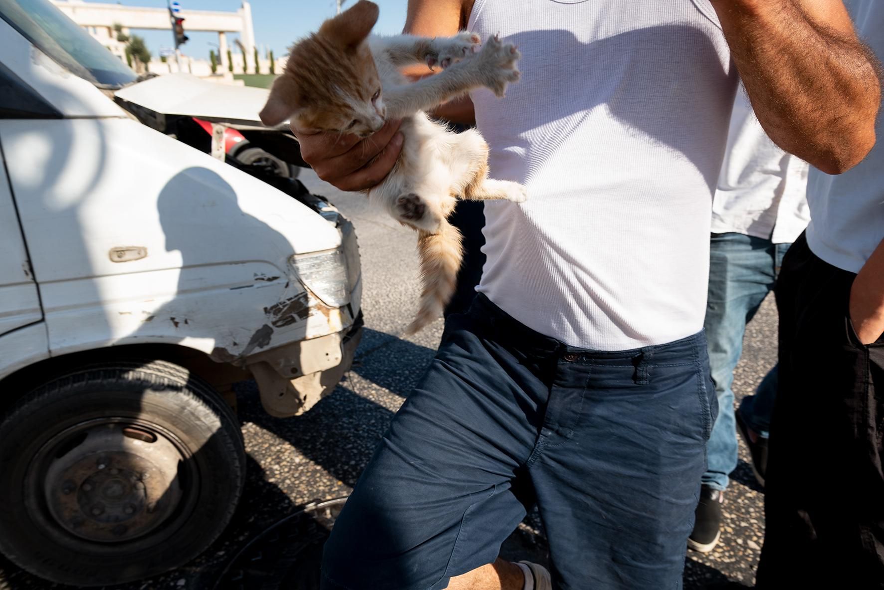 Gatito en las manos de un veterinario de Palestina