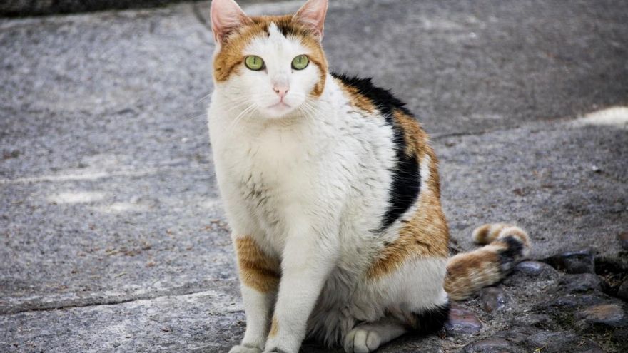 Presentado el primer borrador para actualizar la ley regional de Protección de Animales