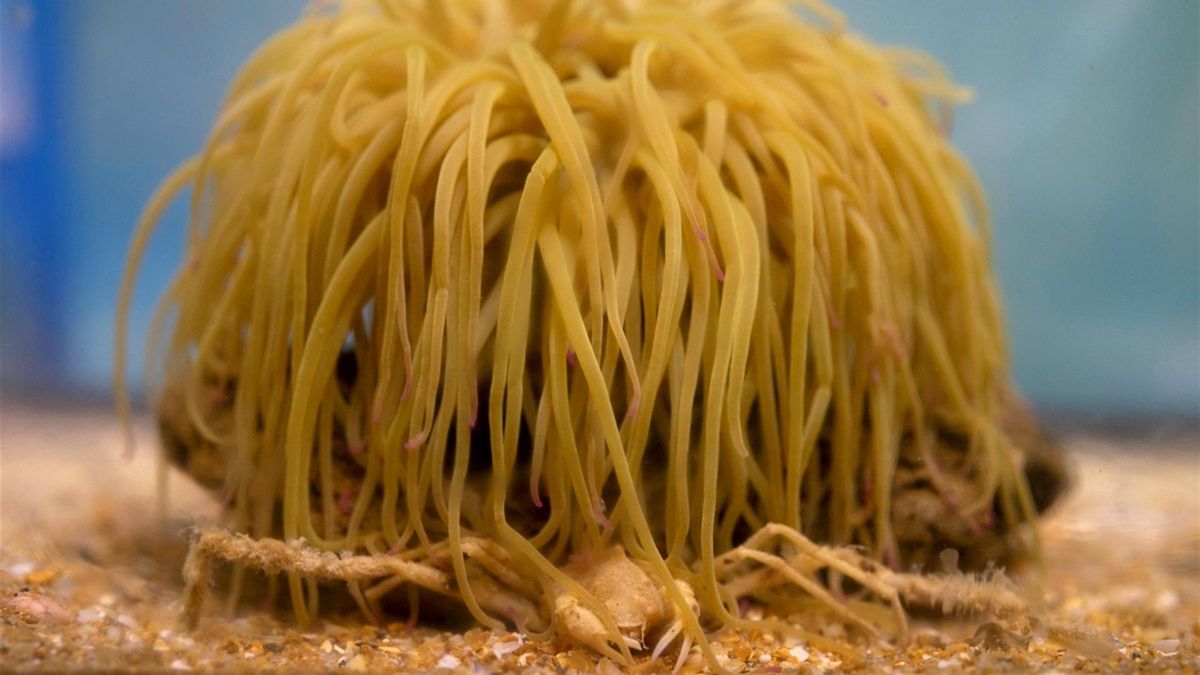 Hembra de 'Inachus gaditanus' bajo la ortiguilla que le ofrece protección.