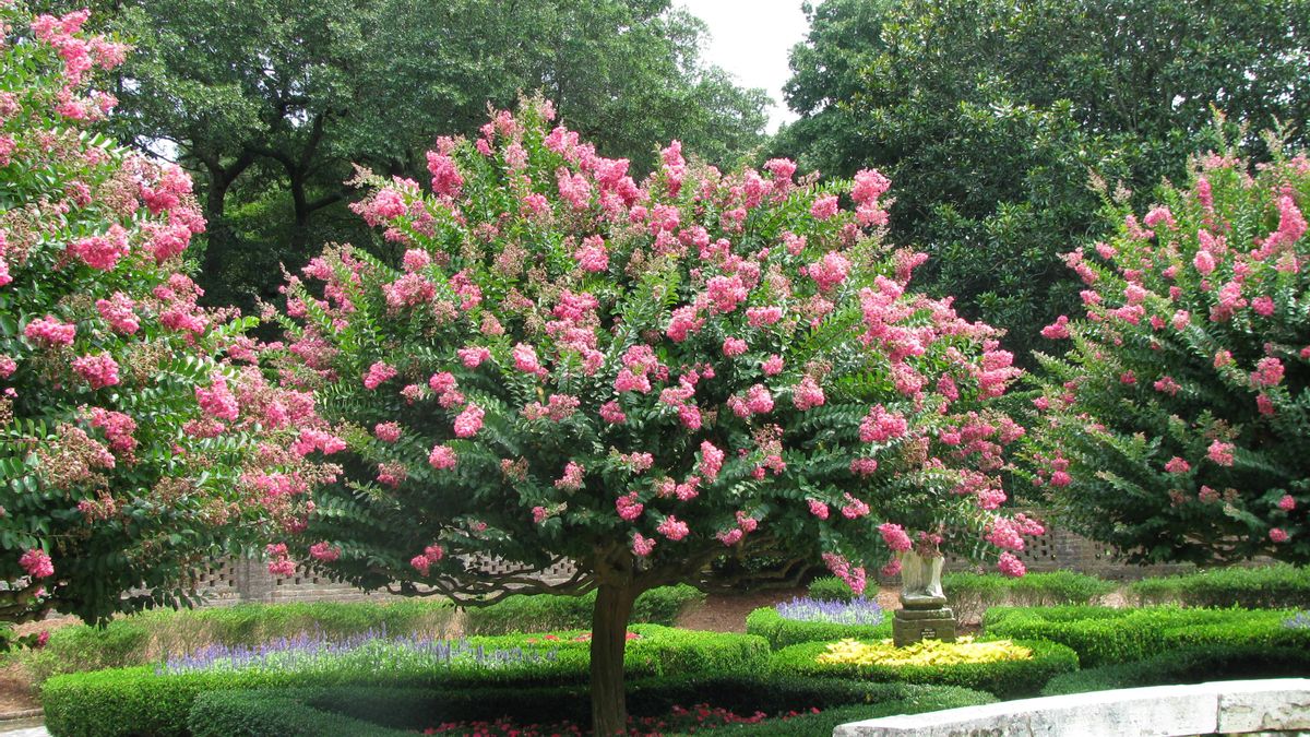 Mirto chino, también conocido como crespón o árbol de Júpiter.