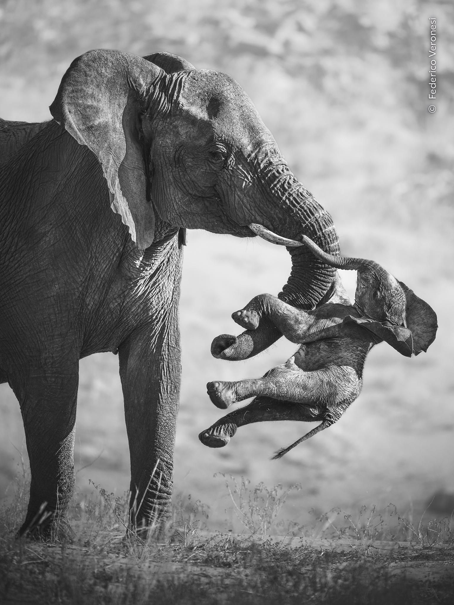 'Secuela', Wildlife Photographer of the Year, en la categoría Comportamiento: mamíferos