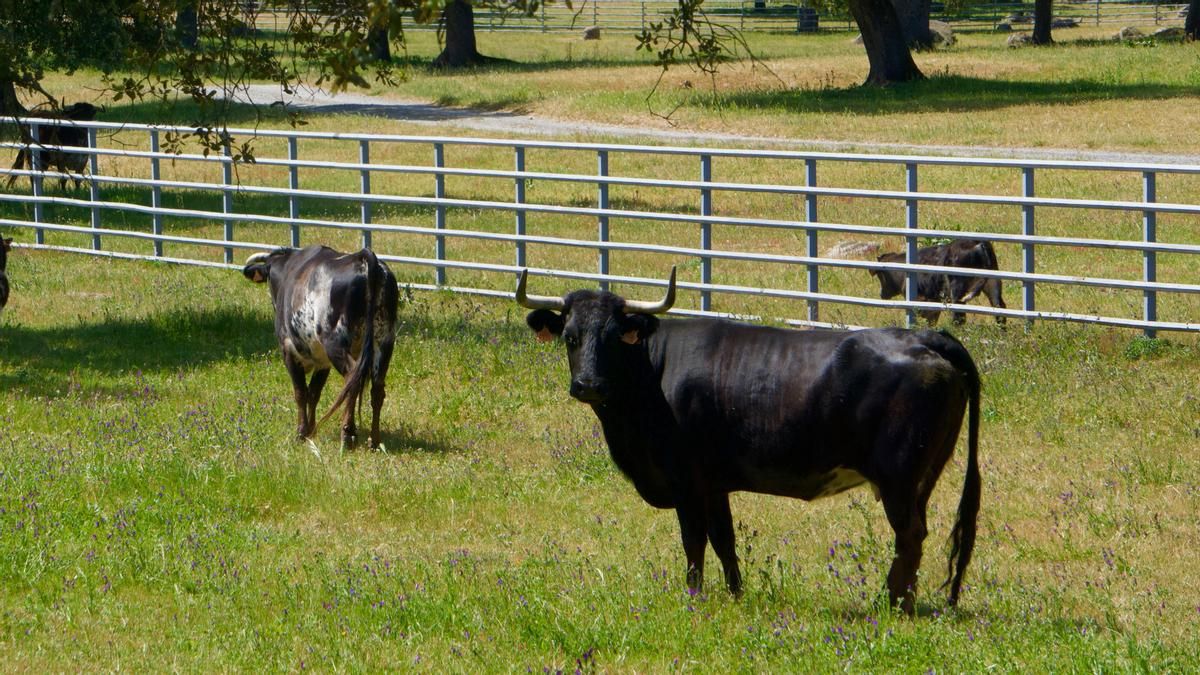 Finca de ganadería brava